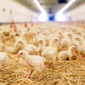 Initial Environmental Examination (IEE) of Mechi Poultry (Unit A)