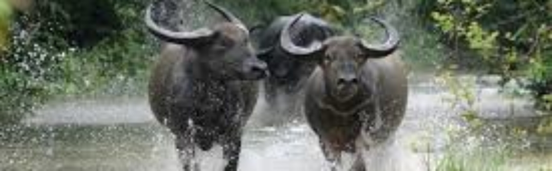 Wild Water Buffalo Conservation Project
